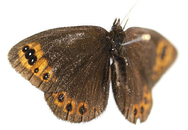 Image of <i>Erebia triaria</i>