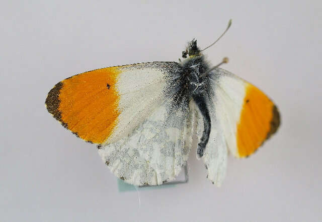 Image of orange tip