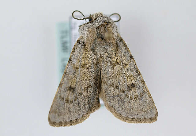 Image of Agrotis simplonia Geyer 1832