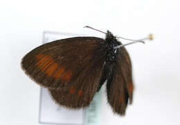 Image of Lesser Mountain Ringlet