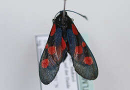 Image of Zygaena lonicerae Scheven 1777