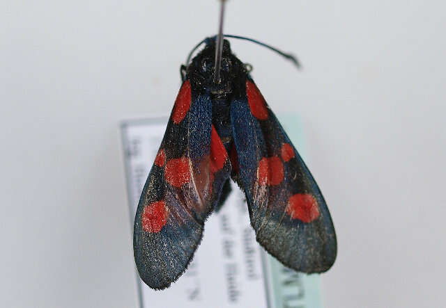 Image of Zygaena lonicerae Scheven 1777