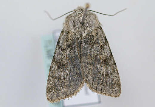 Image of Agrotis simplonia Geyer 1832