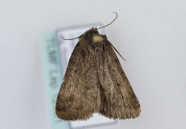 Image of Marsh moth