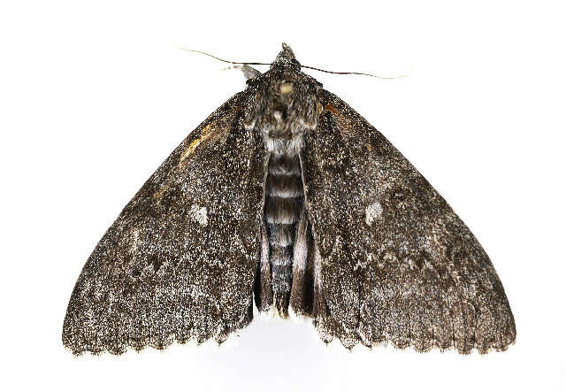 Plancia ëd Catocala fraxini Linnaeus 1758