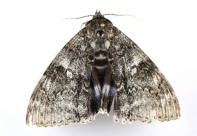 Image of clifden nonpareil