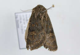 Image of hedge rustic