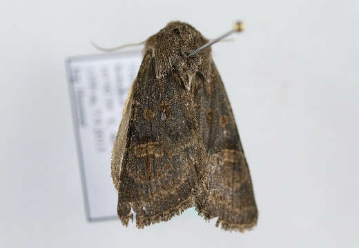 Image of hedge rustic