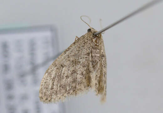 Image de Idaea typicata Guenée 1858