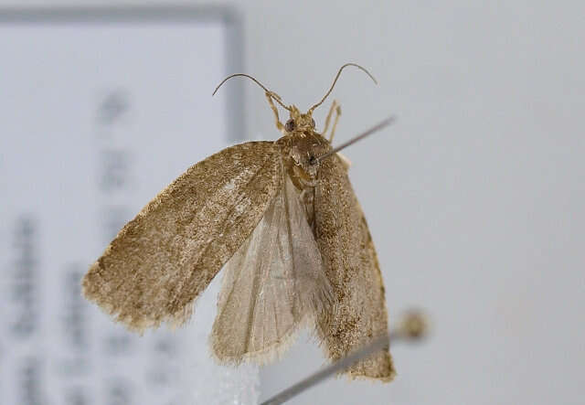 Image of summer fruit tortrix