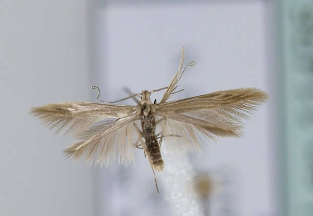 Coleophora taeniipennella Herrich-Schäffer 1855的圖片