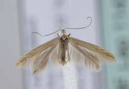 Coleophora taeniipennella Herrich-Schäffer 1855的圖片