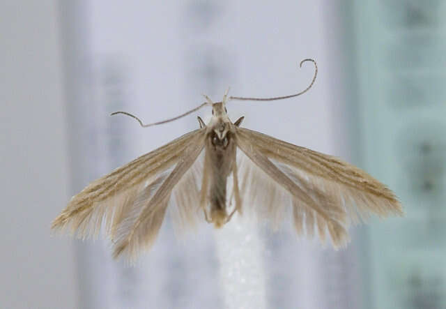 Coleophora taeniipennella Herrich-Schäffer 1855的圖片