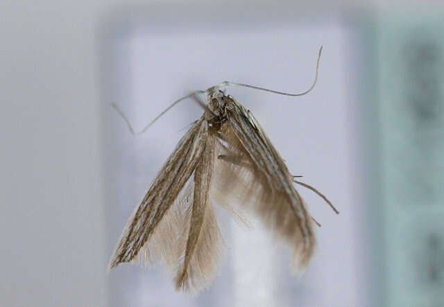 Coleophora obtectella Zeller 1849的圖片