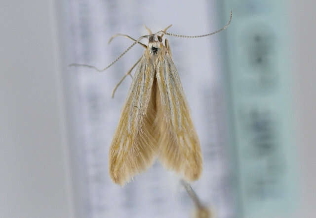 Image de <i>Coleophora lineolea</i>