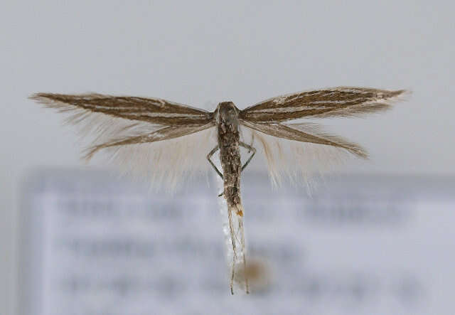 Coleophora amellivora Baldizzone 1979的圖片