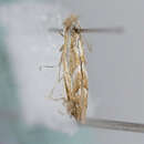 صورة Phyllonorycter aemula Triberti, Deschka & Huemer 1997