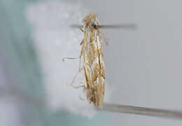 صورة Phyllonorycter aemula Triberti, Deschka & Huemer 1997