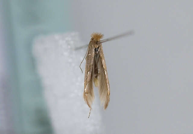 Phyllonorycter messaniella (Zeller 1846)的圖片