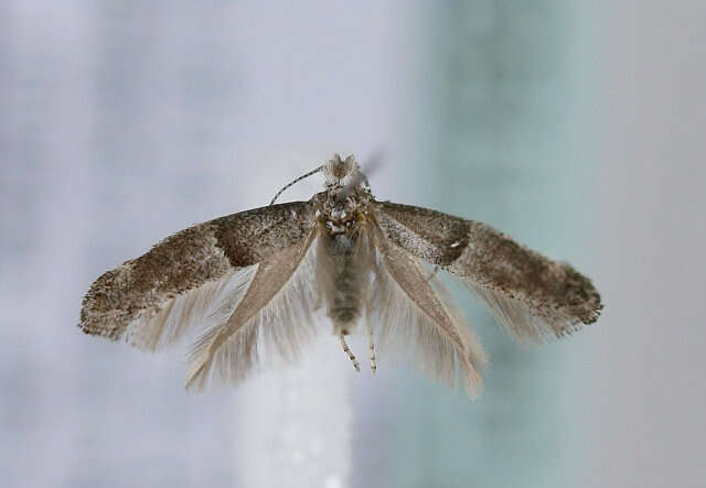 Image of Cedestis subfasciella Stephens