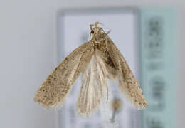 Image of Agonopterix atomella Hübner 1801