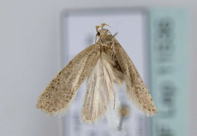 Image of Agonopterix atomella Hübner 1801