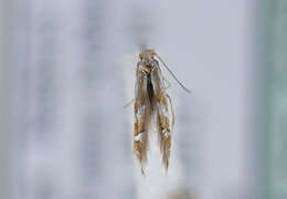 Image of Phyllonorycter deschkai Triberti 2007