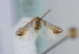 Image of Phyllonorycter roboris (Zeller 1839)