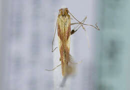 Image of Caloptilia robustella Jäckh 1972