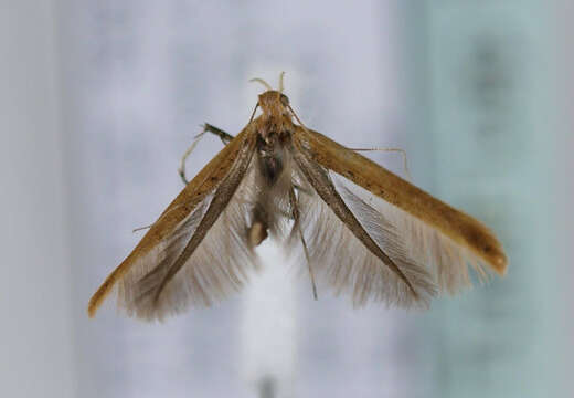 Image of Caloptilia rufipennella (Hübner 1796)