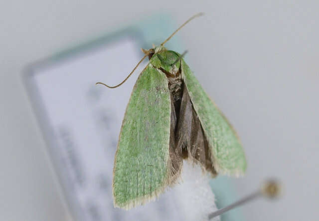 Image of green oak tortrix