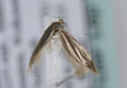 Image of Argyresthia amiantella Zeller 1847