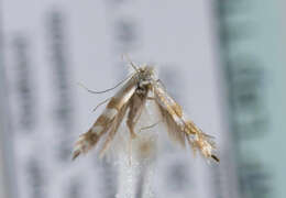 Phyllonorycter hilarella (Zetterstedt 1839)的圖片