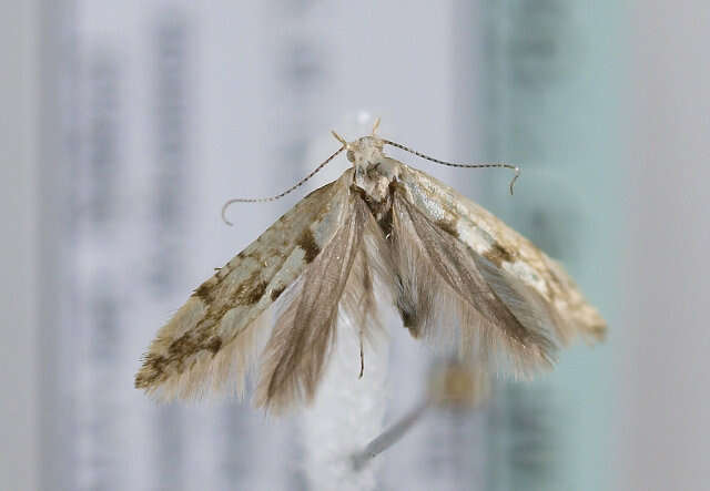 Imagem de Argyresthia sorbiella Treitschke 1835