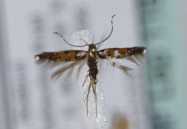 Image of Stagmatophora heydeniella Fischer von Röslerstamm 1842