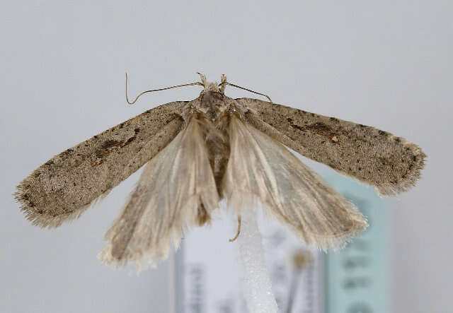 Image of Agonopterix ocellana Fabricius 1775