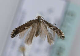 Image of Blackthorn Slender