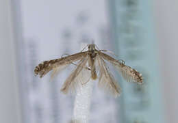 Image of Hazel Slender
