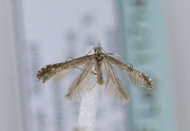 Image of Hazel Slender