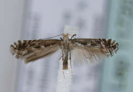 Image of Blackthorn Slender