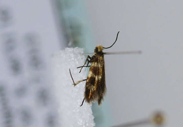 Image of Micropterix aureoviridella Höfner 1898