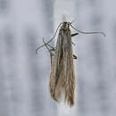 Image of Coleophora squamosella Stainton 1856