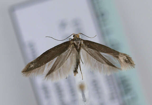 Imagem de Argyresthia laevigatella Herrich-Schäffer 1855