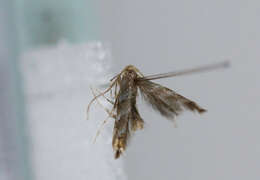 Image of horse-chestnut leaf miner