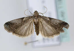 Image of Acrobasis glaucella Staudinger 1859