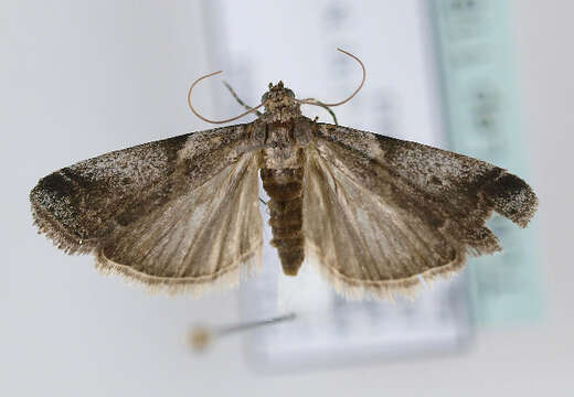 Image of Acrobasis glaucella Staudinger 1859