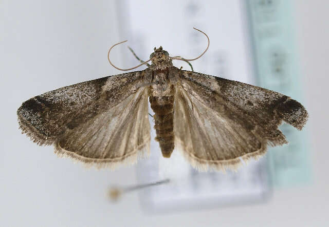 Image of Acrobasis glaucella Staudinger 1859