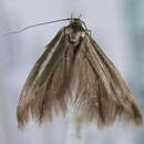 Image de Scythris vittella Costa 1834