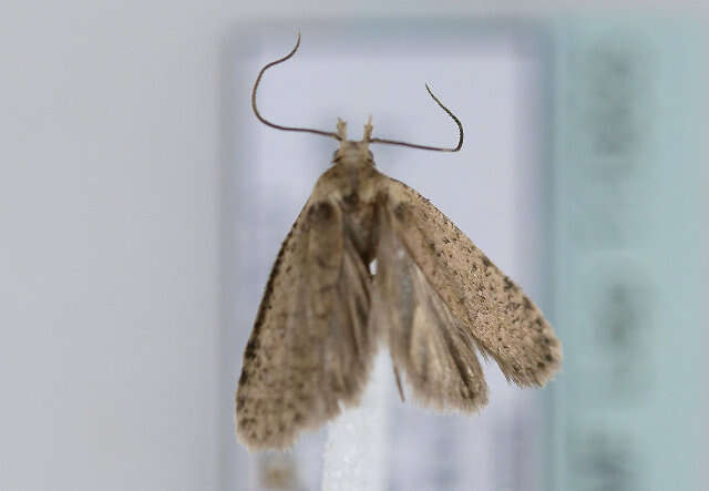 Image of <i>Agonopterix hippomarathri</i>