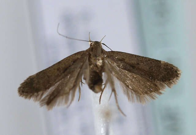 Image of Anacampsis scintillella Fischer von Röslerstamm (1841)